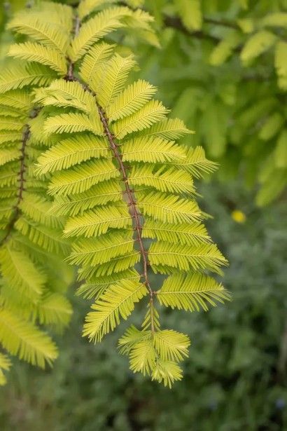 Метасеквоя гліптостробусова ’Голд Раш’